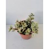 Portulacaria afra 'variegata' (velká)
