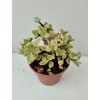 Portulacaria afra 'variegata' (velká)