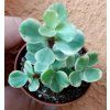 Portulacaria afra 'variegata'