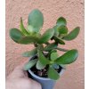 Crassula ovata
