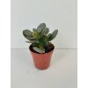 Crassula ovata v. minor