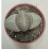 Pleiospilos nellii