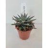 Aloe 'Pepe'