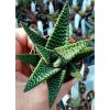 Gasterhaworthia cv. Royal Highness