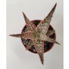 Aloe 'Vitro'