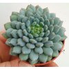 Echeveria rundelii