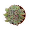 Echeveria 'Pink Edge' f. cristata