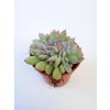 Echeveria 'Pink Edge' f. cristata