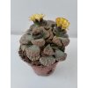 Titanopsis calcarea