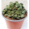 Titanopsis calcarea