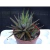 Haworthia fasciata