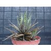 Haworthia fasciata