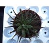 Haworthia fasciata