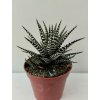 Haworthia fasciata 'Big Band'