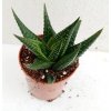 Haworthia limifolia