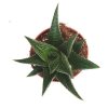 Haworthia limifolia
