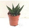 Haworthia limifolia