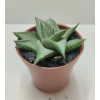 Haworthia limifolia 'Roux'