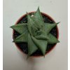Haworthia limifolia 'Roux'