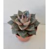Echeveria purpurosum