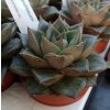 Echeveria purpurosum