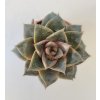 Echeveria purpurosum