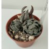 Haworthia reinwardtii