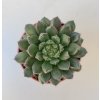 Echeveria 'Scorpio'