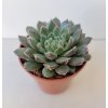 Echeveria 'Scorpio'