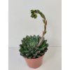 Echeveria 'Scorpio'