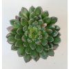 Echeveria 'Scorpio'