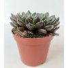 Echeveria 'Scorpio'