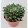 Echeveria 'Scorpio'