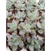 Pachyphytum bracteosum 'Fitkai'