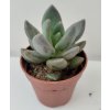 Pachyphytum bracteosum 'Fitkai'