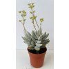 Crassula cornuta