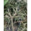 Rhipsalis pilocarpa