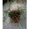 Rhipsalis pilocarpa