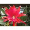 Epiphyllum 'Agnus Dyson'