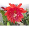 Epiphyllum 'Alexander'