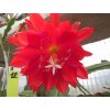 Epiphyllum 'Araby'