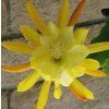 Epiphyllum 'Disofrun Gold'