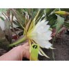 Epiphyllum 'Eastern Trance'