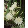 Epiphyllum pumillum