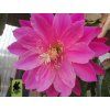 Epiphyllum 'Roy Violet'