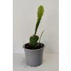 Epiphyllum 'Vern Hettinger'