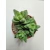 Crassula Buddha's Temple 'Ben'