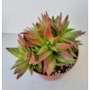 Crassula capitella