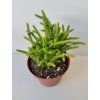 Crassula lycopodioides