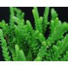 Crassula lycopodioides